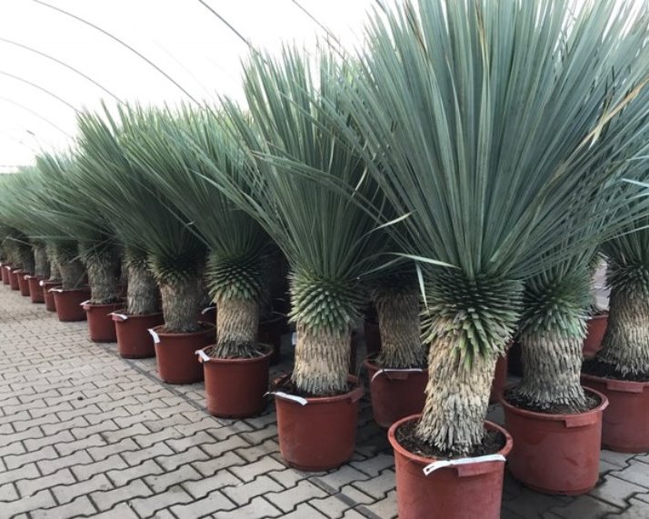 Yucca rostrata planten